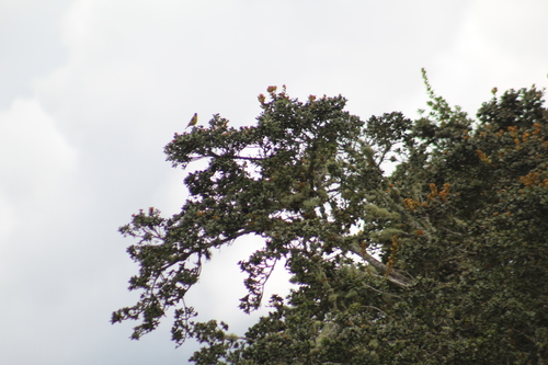 Andean Siskin (Spinus spinescens), photo 2