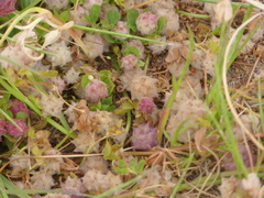 Trifolium tomentosum