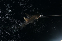 Carcharhinus longimanus