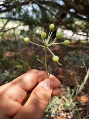 Physaria engelmannii