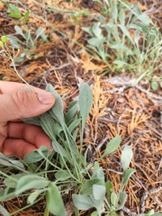 Physaria engelmannii