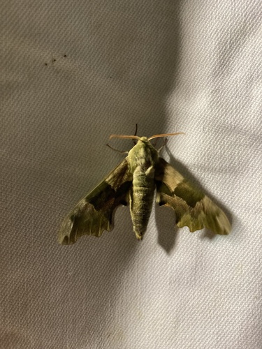 Photo of Lime Hawkmoth (Mimas tiliae)