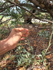 Physaria engelmannii