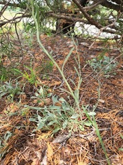 Physaria engelmannii