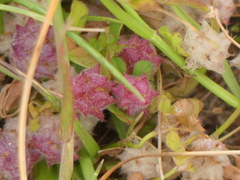 Trifolium tomentosum