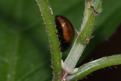 Gonioctena rubripennis