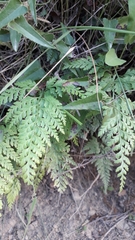 Asplenium adiantum-nigrum
