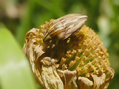 Odontotarsus