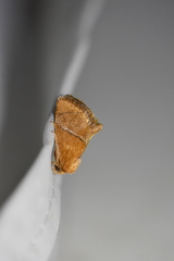 Apoda latomia