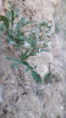 Reseda phyteuma