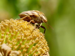 Odontotarsus