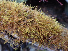 Pseudoleskea stenophylla