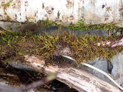 Pseudoleskea stenophylla