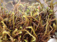 Pseudoleskea stenophylla