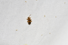 Cymatodera puncticollis