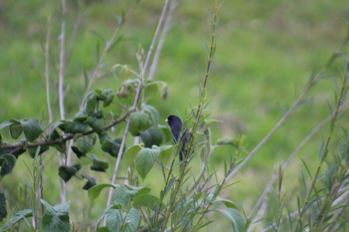 Paramo Seedeater (Catamenia homochroa), photo 8