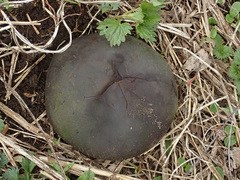 Mycenastrum corium