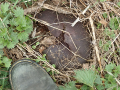 Mycenastrum corium