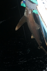 Carcharhinus longimanus
