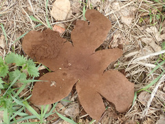 Mycenastrum corium