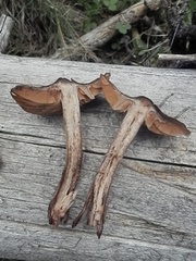 Cortinarius suberythrinus