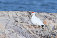 Lagopus muta hyperborea