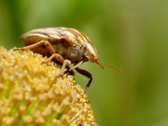 Odontotarsus