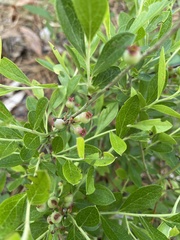 Vaccinium tenellum