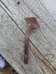 Cortinarius suberythrinus