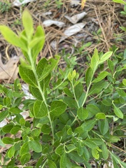 Vaccinium tenellum