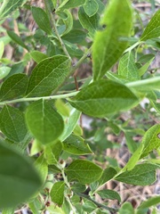 Vaccinium tenellum