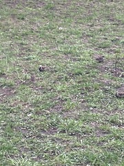 Passer domesticus