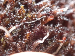 Marsupella sphacelata