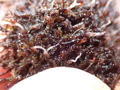 Marsupella sphacelata