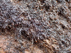 Marsupella sphacelata