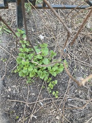Urtica dioica