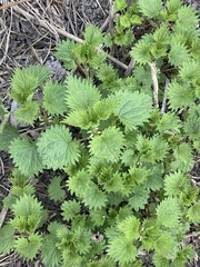 Urtica dioica