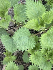 Urtica dioica