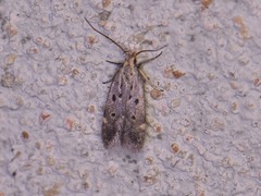 Neodactylota