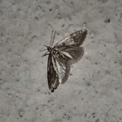 Semioscopis megamicrella