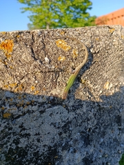 Podarcis carbonelli carbonelli