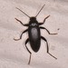 Comb-clawed Darkling Beetles - Photo (c) Jack Cochran, some rights reserved (CC BY-NC), uploaded by Jack Cochran