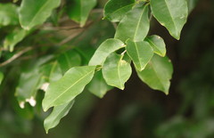 Syzygium claviflorum