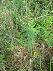 Desmodium sessilifolium