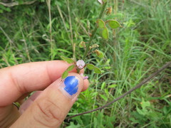 Desmodium sessilifolium