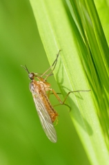 Empis trigramma