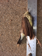 Parkesia noveboracensis