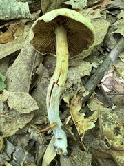 Kuehneromyces marginellus