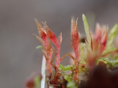 Ptychostomum pallens
