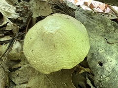 Kuehneromyces marginellus